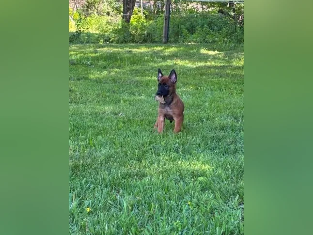 Berger Malinois thumbnail 3