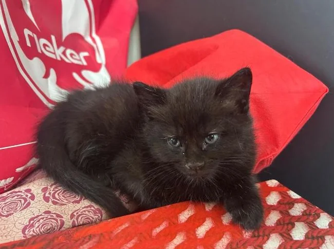 Chatons de 2 mois thumbnail 3
