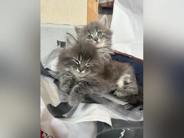 Chatons de 2 mois thumbnail 4