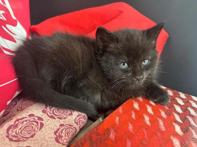 Chatons de 2 mois thumbnail 2