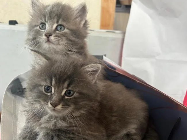 Chatons de 2 mois