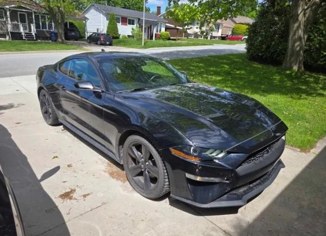 Mustang 2022 thumbnail 4