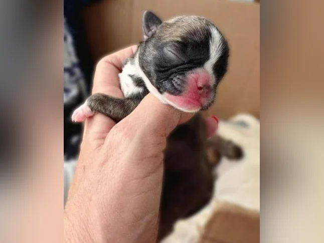 BUG (boston terrier x carlin (pug)