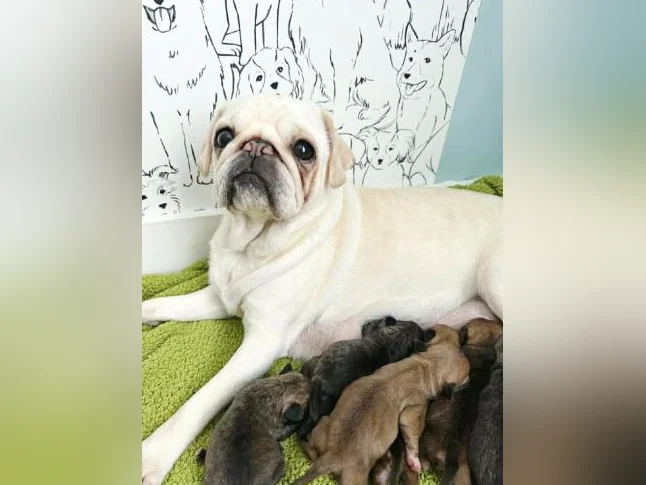 BUG (boston terrier x carlin (pug) thumbnail 2