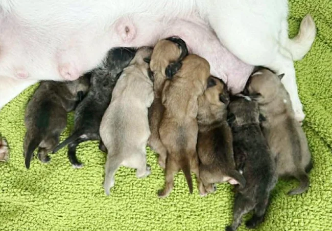 BUG (boston terrier x carlin (pug) thumbnail 3