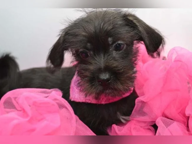 Chiot Shih tzu croisé Teckel thumbnail 2