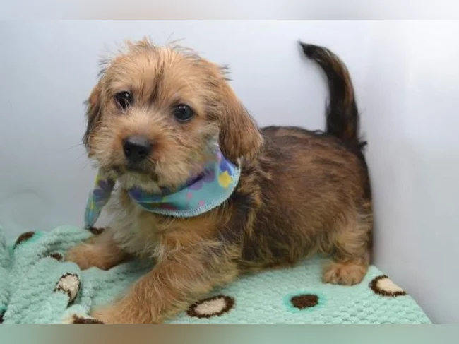 Chiot Shih tzu croisé Teckel thumbnail 3