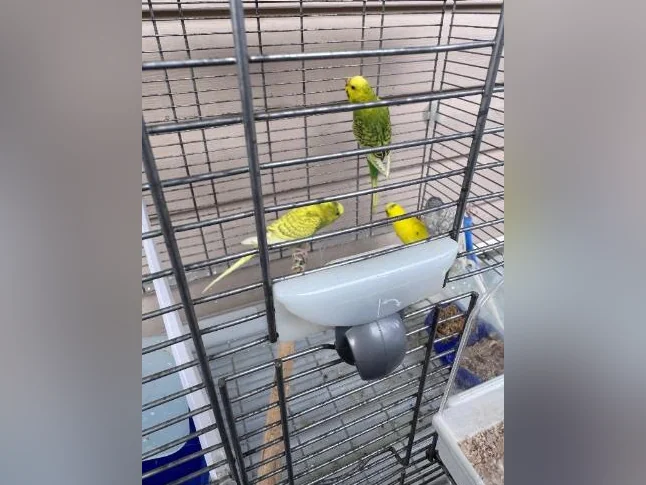 Deux couples de perruches ondulées avec cage et nourriture