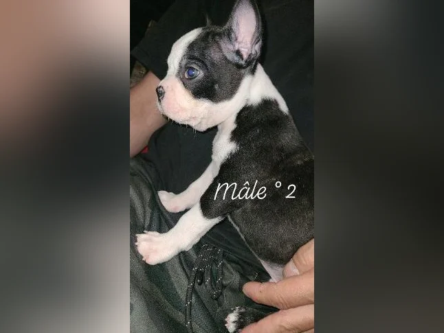 Frenchtons 4 Puppies 🐾 Prêts a partir / 2🩷🐾2🩵 thumbnail 2