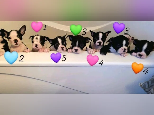 Frenchtons 4 Puppies 🐾 Prêts a partir / 2🩷🐾2🩵