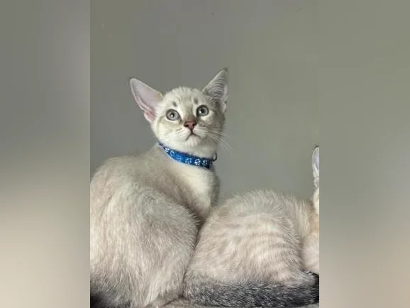 Chatons Highland Lynx