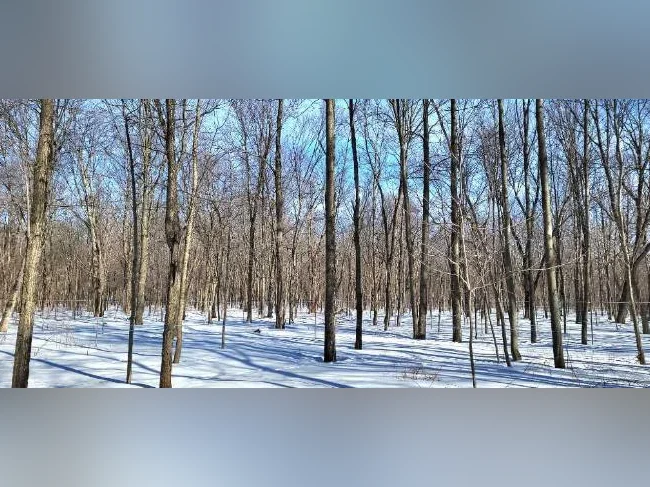 Recherche érablière à louer ( érable sucrerie terre bois ferme entaille eau entaillage aménagement ) thumbnail 3