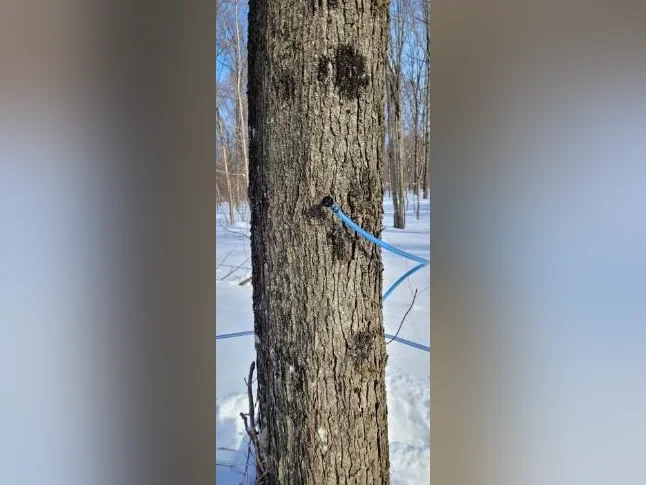 Recherche érablière à louer ( érable sucrerie terre bois ferme entaille eau entaillage aménagement ) thumbnail 2