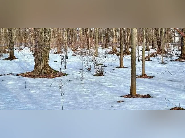 Recherche érablière à louer ( érable sucrerie terre bois ferme entaille eau entaillage aménagement ) thumbnail 4