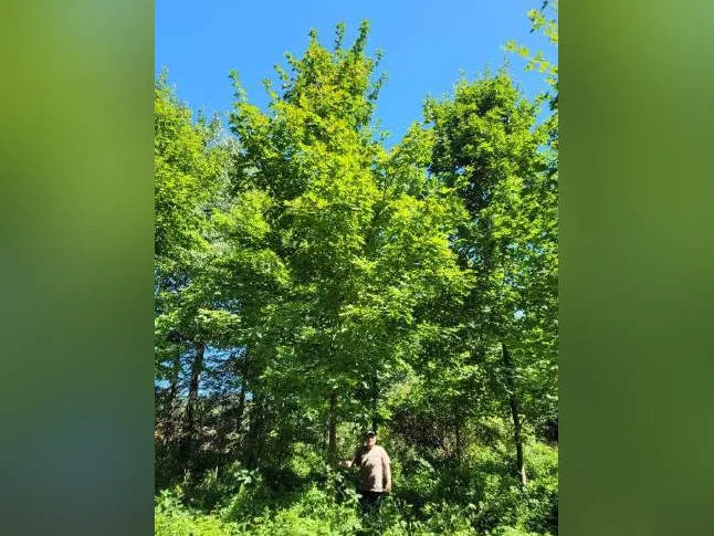Recherche érablière à louer ( érable sucrerie terre bois ferme entaille eau entaillage aménagement ) thumbnail 7