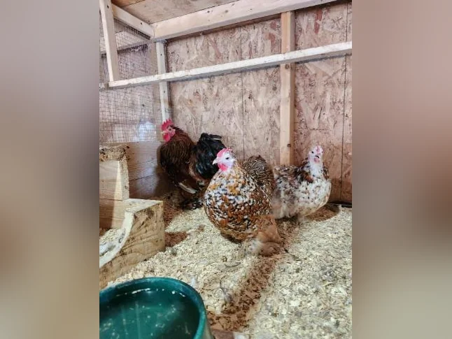 Poules Cochins milles fleurs
