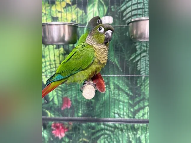 Bébé conure à joue verte NAM thumbnail 3