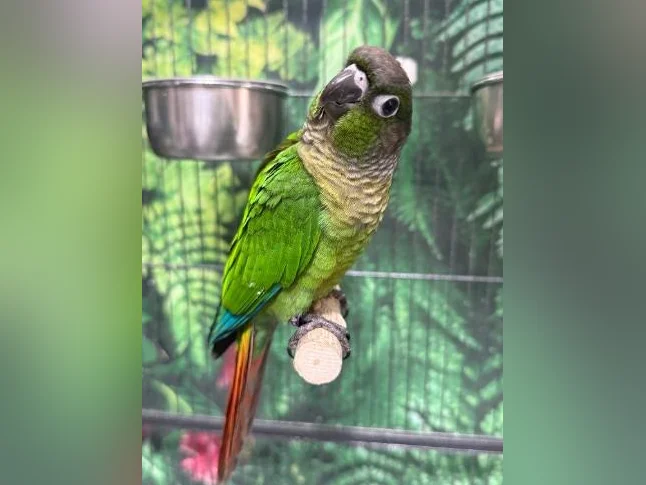 Bébé conure à joue verte NAM thumbnail 6