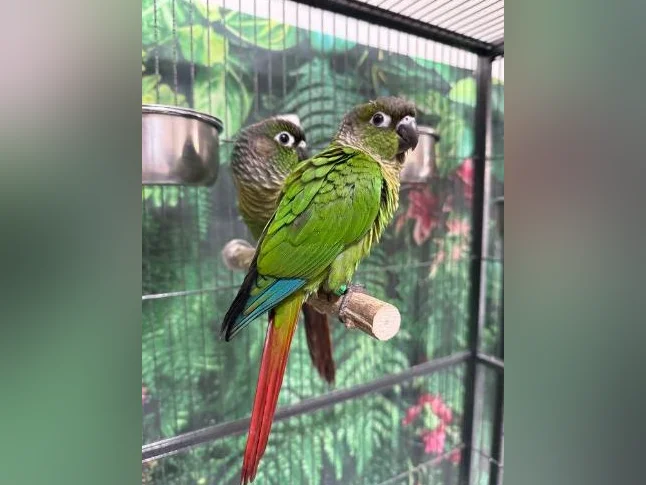 Bébé conure à joue verte NAM thumbnail 2