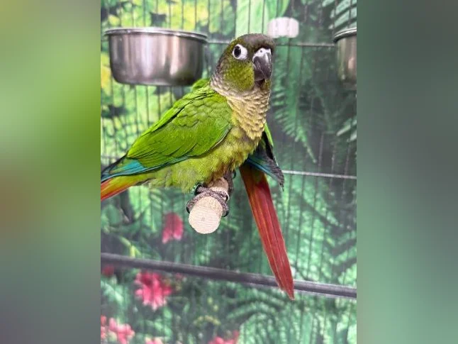 Bébé conure à joue verte NAM thumbnail 4