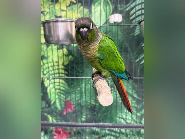 Bébé conure à joue verte NAM thumbnail 7