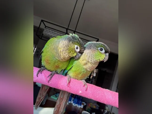 Bébé conure à joue verte NAM