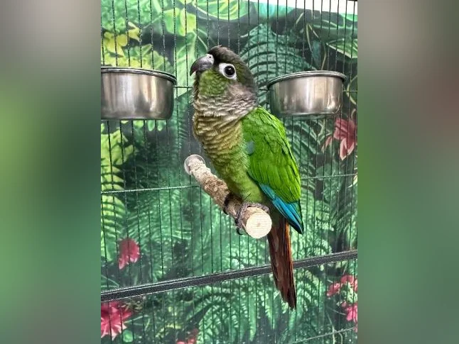 Bébé conure à joue verte NAM thumbnail 5