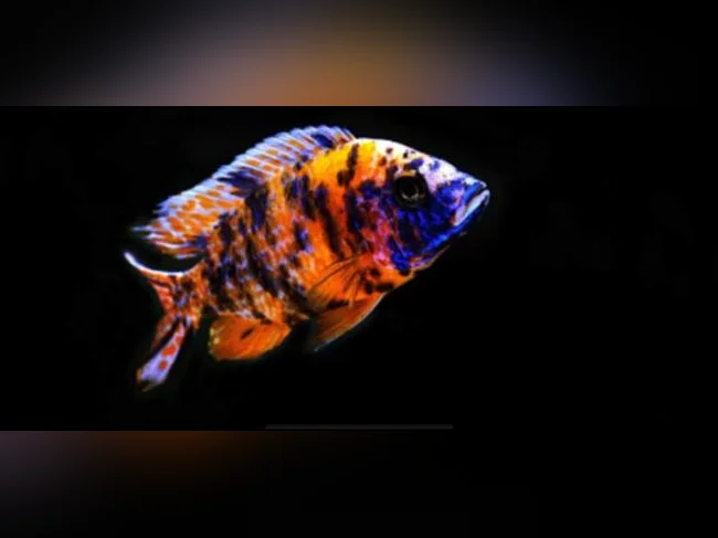 Poissons Aulonocara Ob et Blue Néon