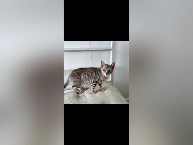 Bengal chaton thumbnail 5