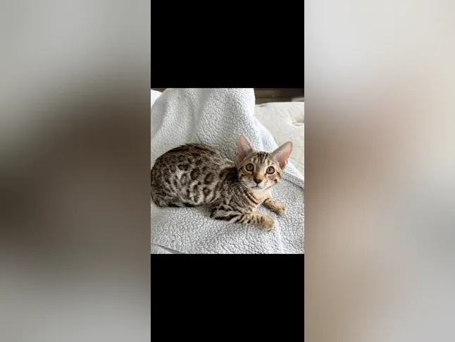 Bengal chaton thumbnail 6