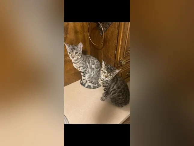 Bengal chaton thumbnail 2