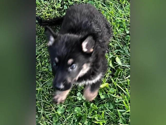Chiots Berger Allemand