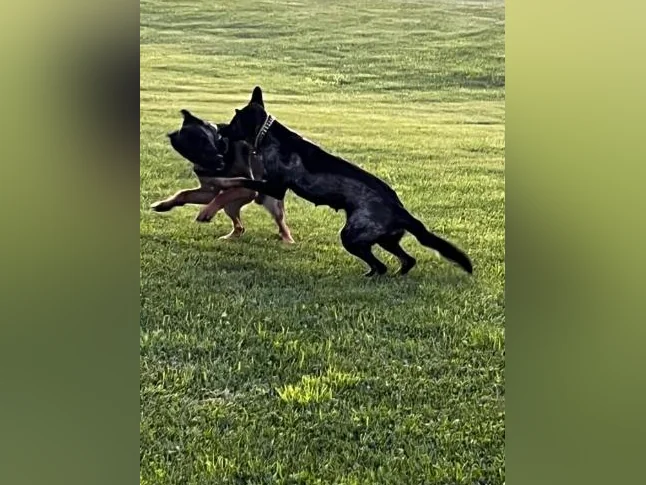 Chiots Berger Allemand thumbnail 5