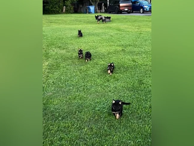 Chiots Berger Allemand thumbnail 2