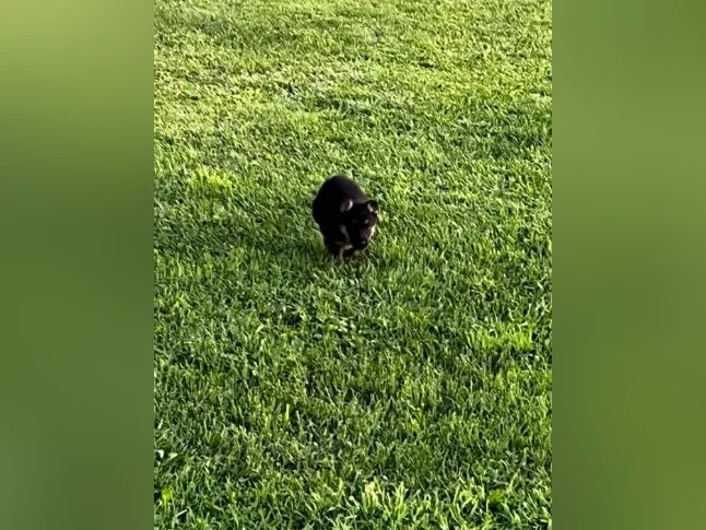 Chiots Berger Allemand thumbnail 6