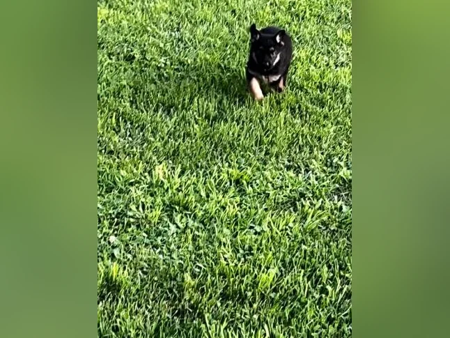 Chiots Berger Allemand thumbnail 3