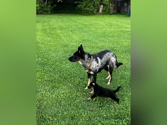 Chiots Berger Allemand thumbnail 4