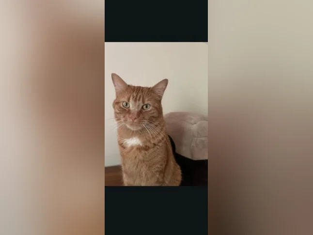 Chat 2 ans à donner thumbnail 3