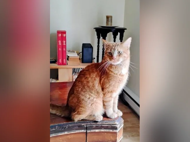 Chat 2 ans à donner