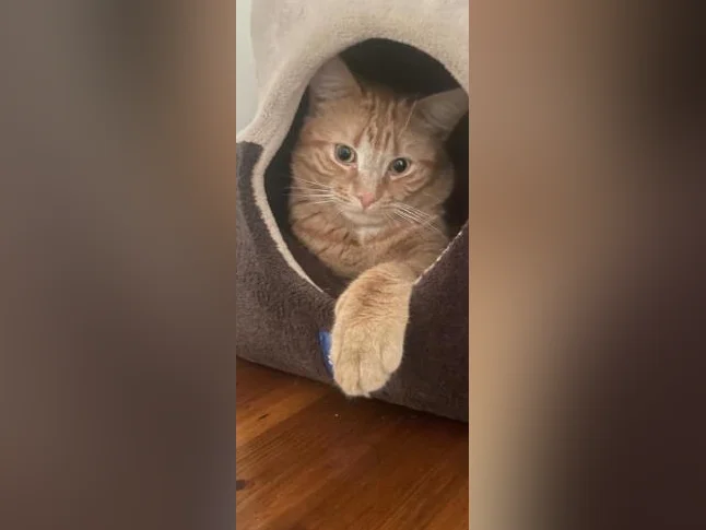 Chat 2 ans à donner thumbnail 2