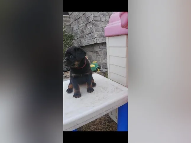 Rottweiler thumbnail 2