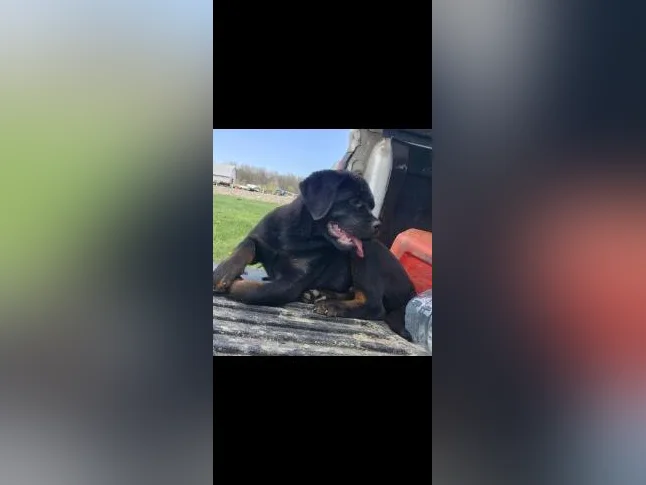 Rottweiler