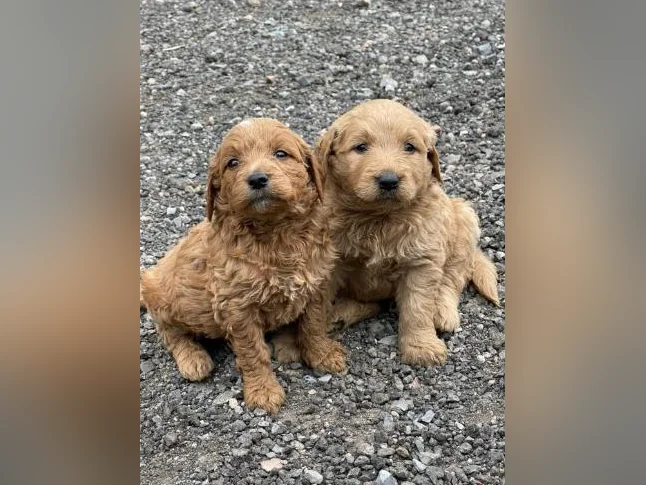 Chiots Goldendoodle
