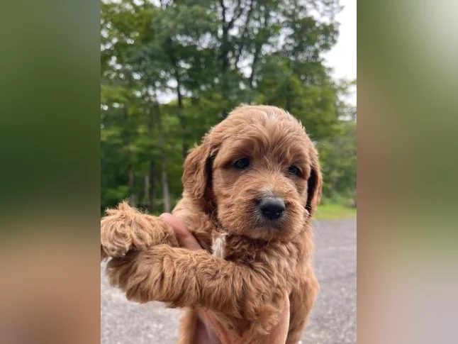 Chiots Goldendoodle thumbnail 2