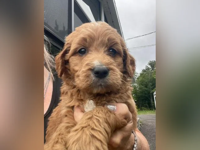 Chiots Goldendoodle thumbnail 5