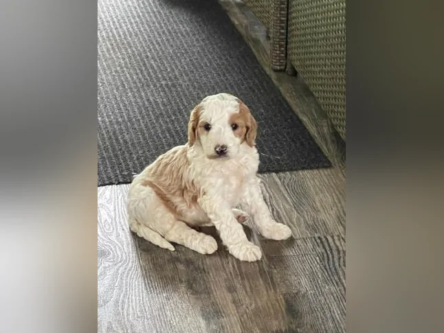 Chiots Goldendoodle thumbnail 7