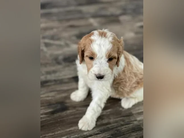 Chiots Goldendoodle thumbnail 8