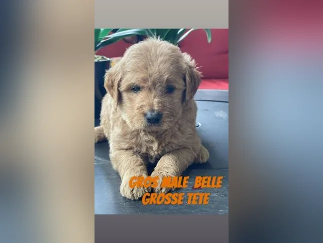 Chiots Goldendoodle thumbnail 3
