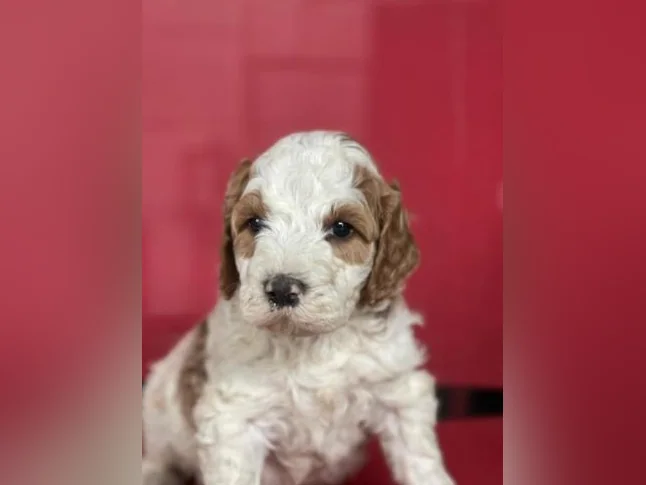 Chiots Goldendoodle thumbnail 6