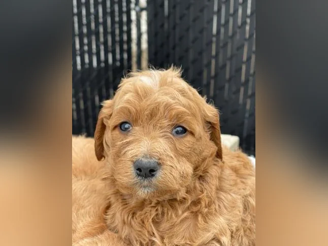 Chiots Goldendoodle thumbnail 4